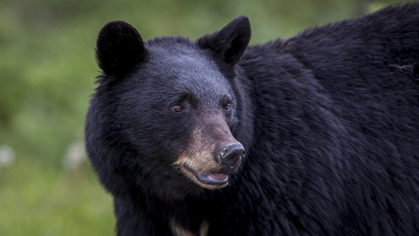 Black Bear