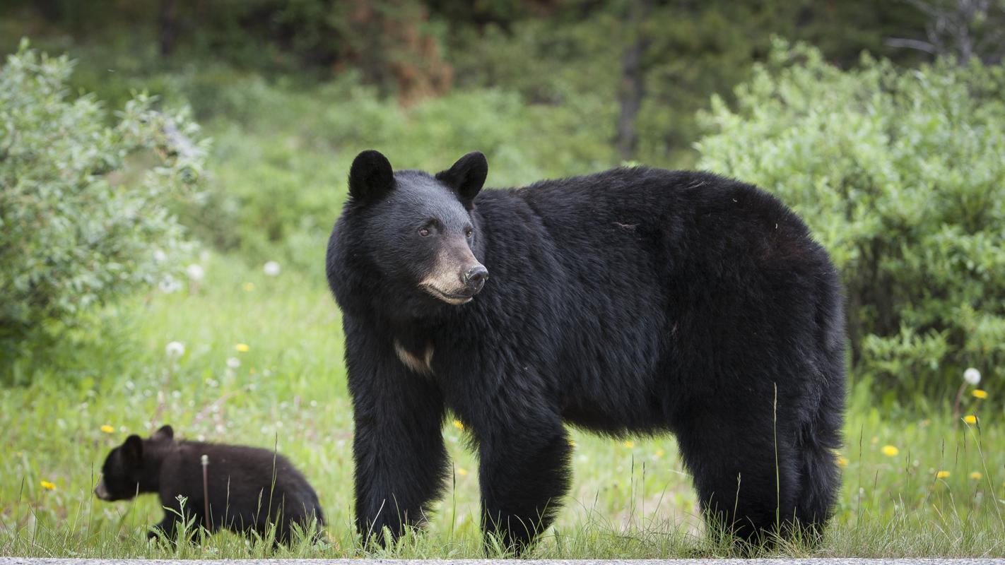 Black Bears
