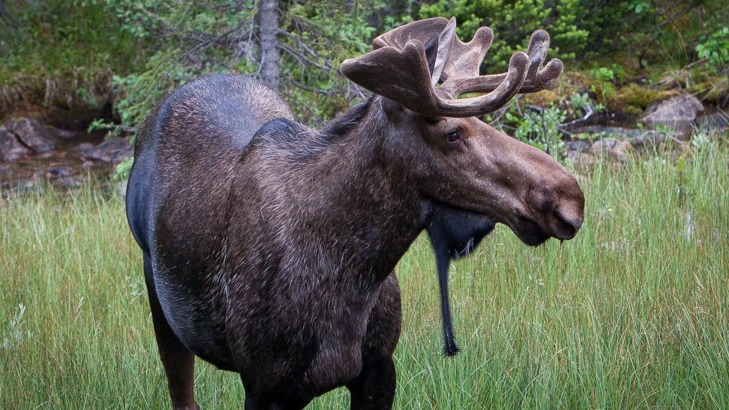 Moose