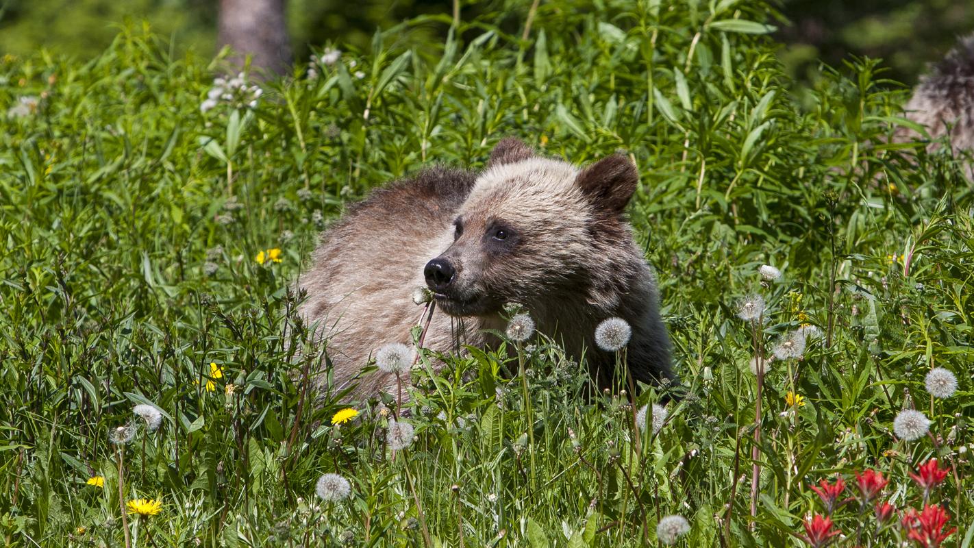 Grizzly Bear