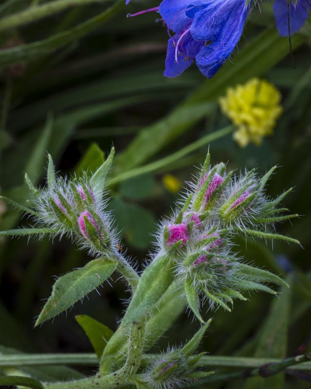 Wildflowers