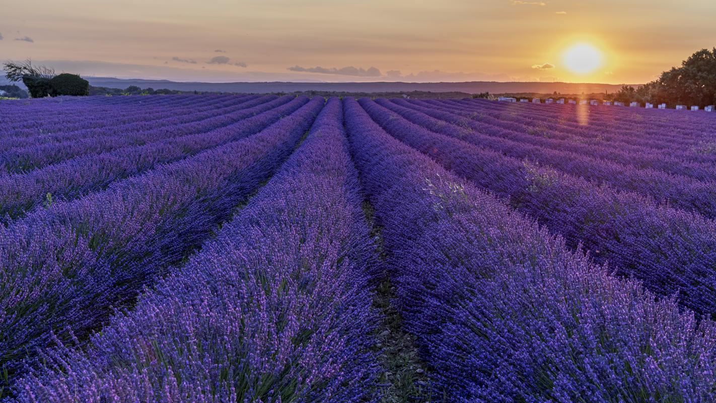 Lavender field, Provence
