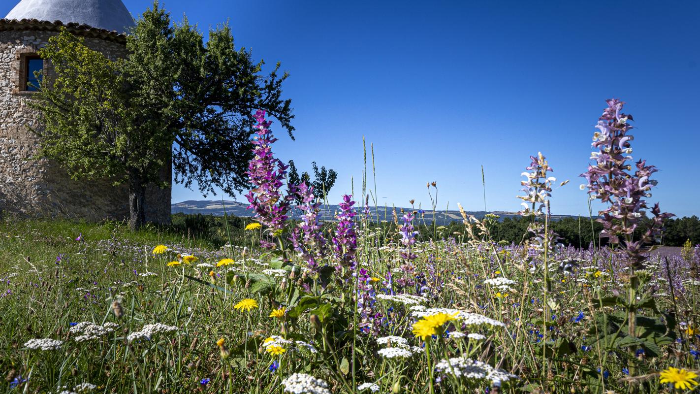 Wildflowers