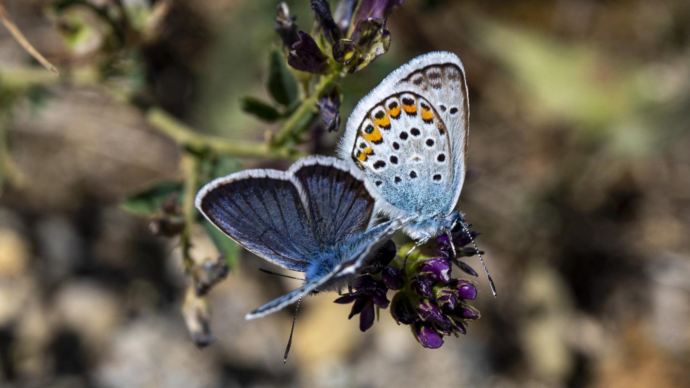 Chatting Butterflies