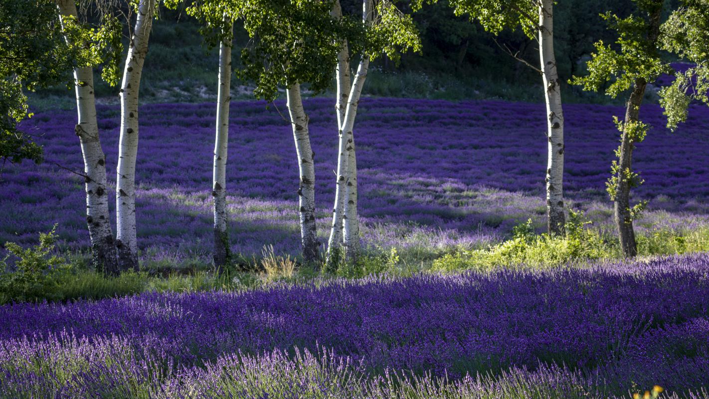 Birches in the lavender field