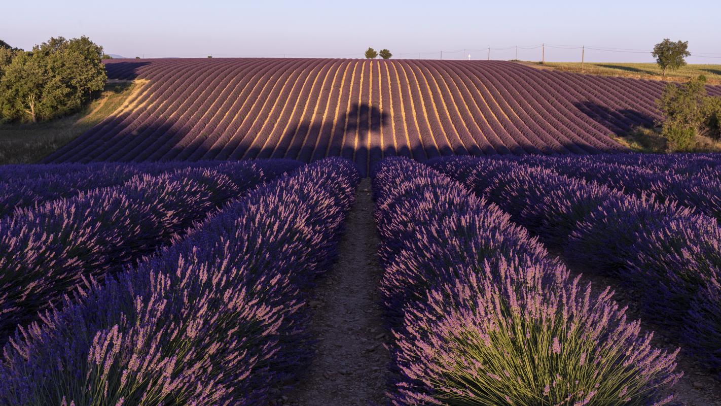 Lavender field, Provence
