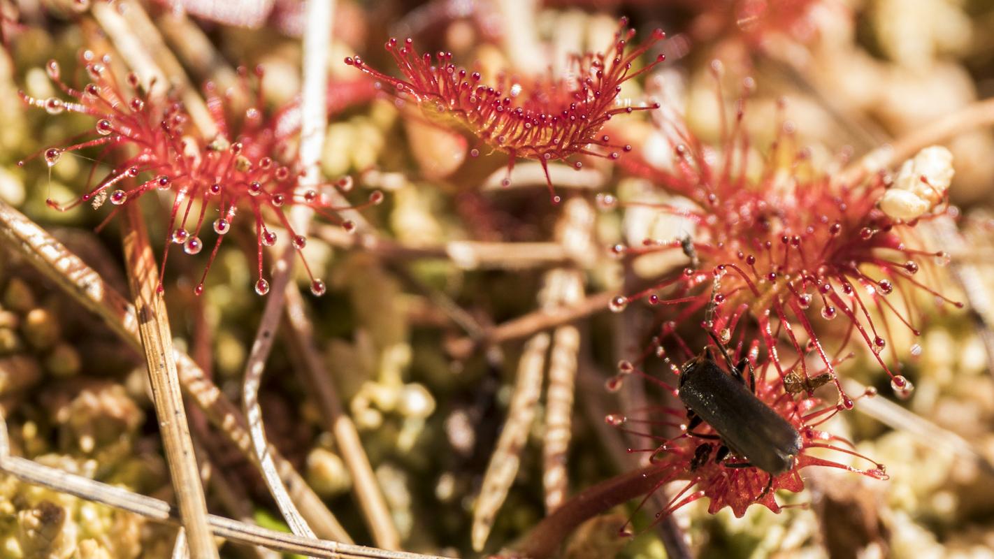 Sundew