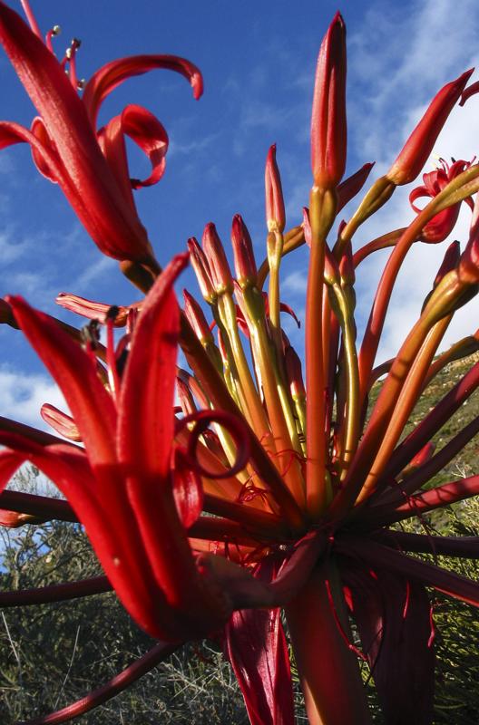 Candelabra Flower (Brunsvigia orientalis)