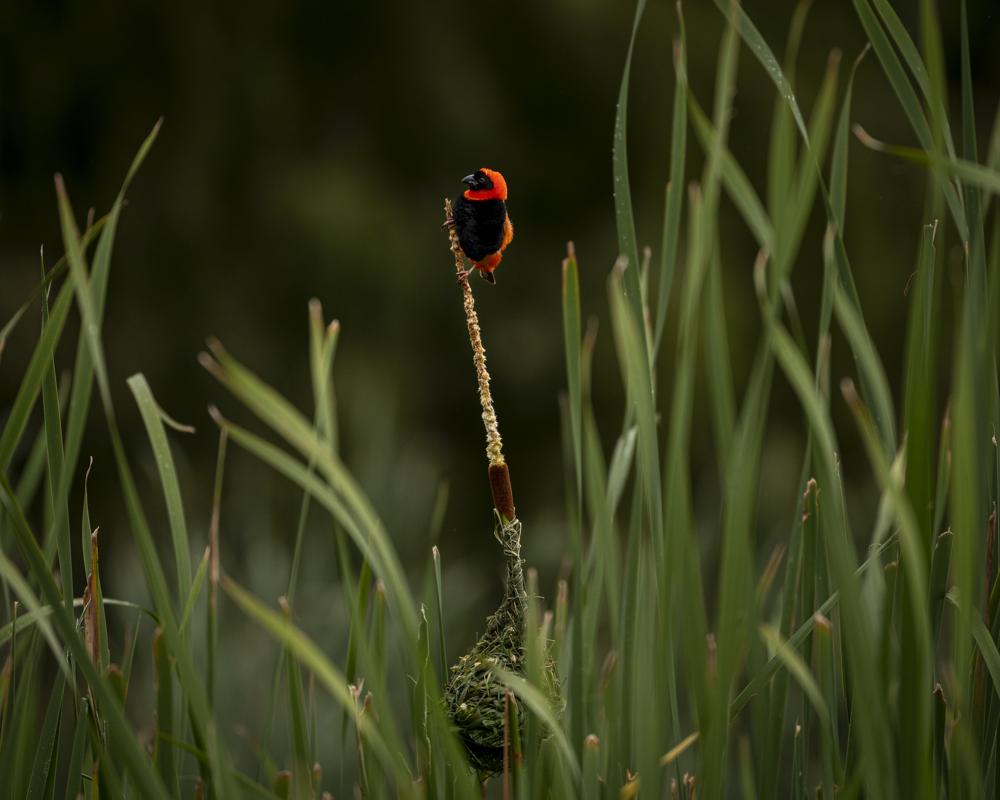 Red Bishop