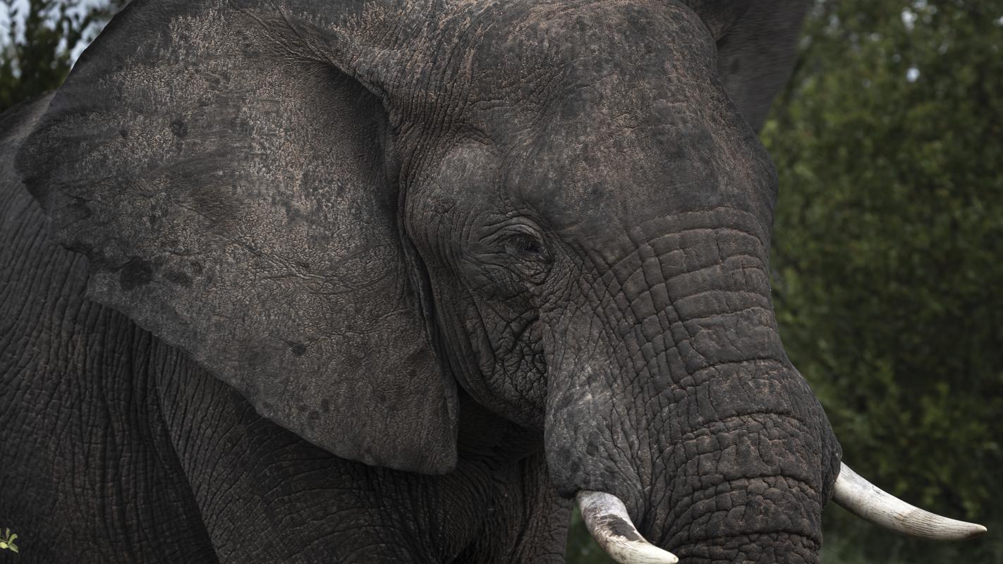 Jumbo