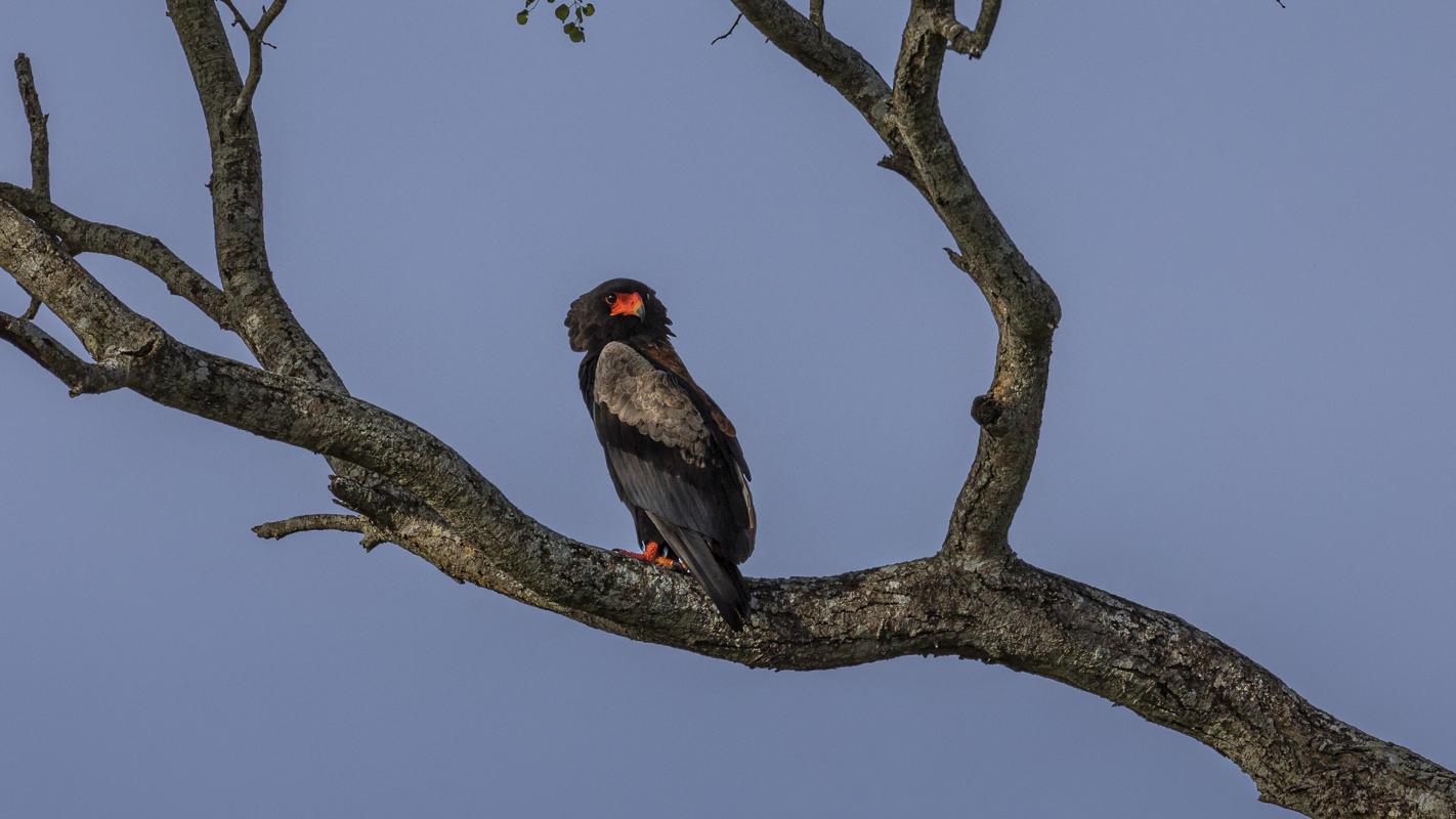 Bateleur Eagle