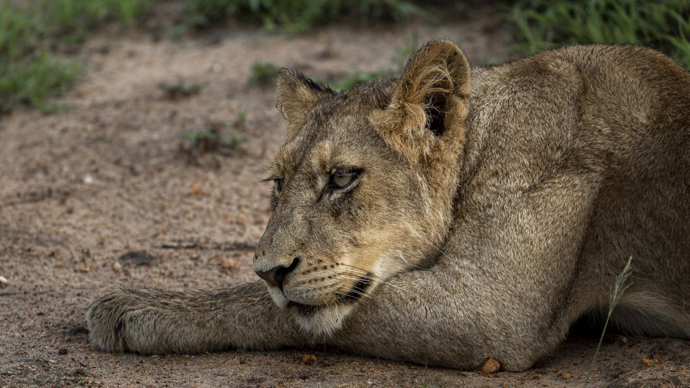Lion