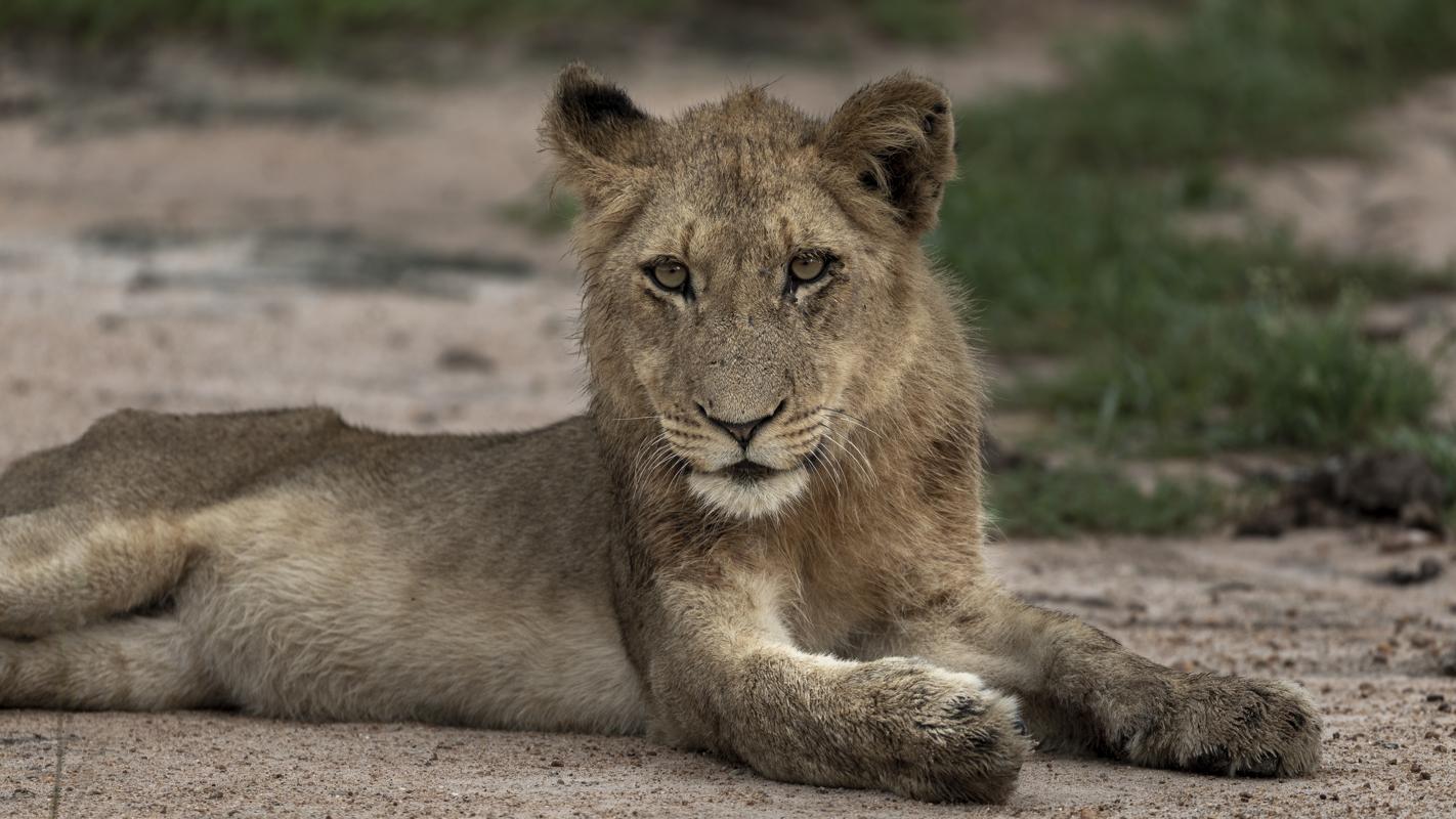Lion