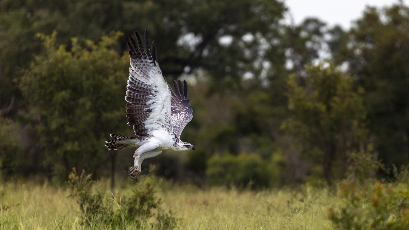 Eagle