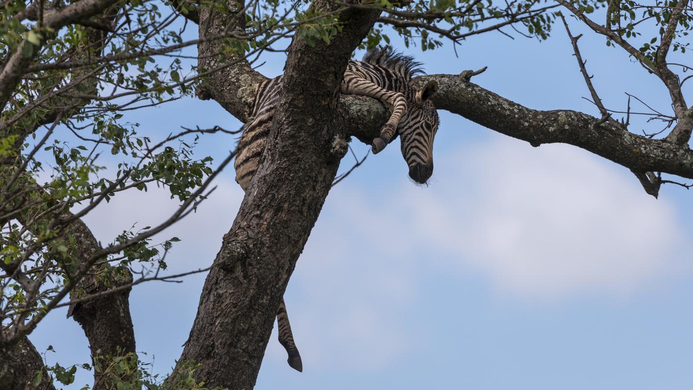 Zebra