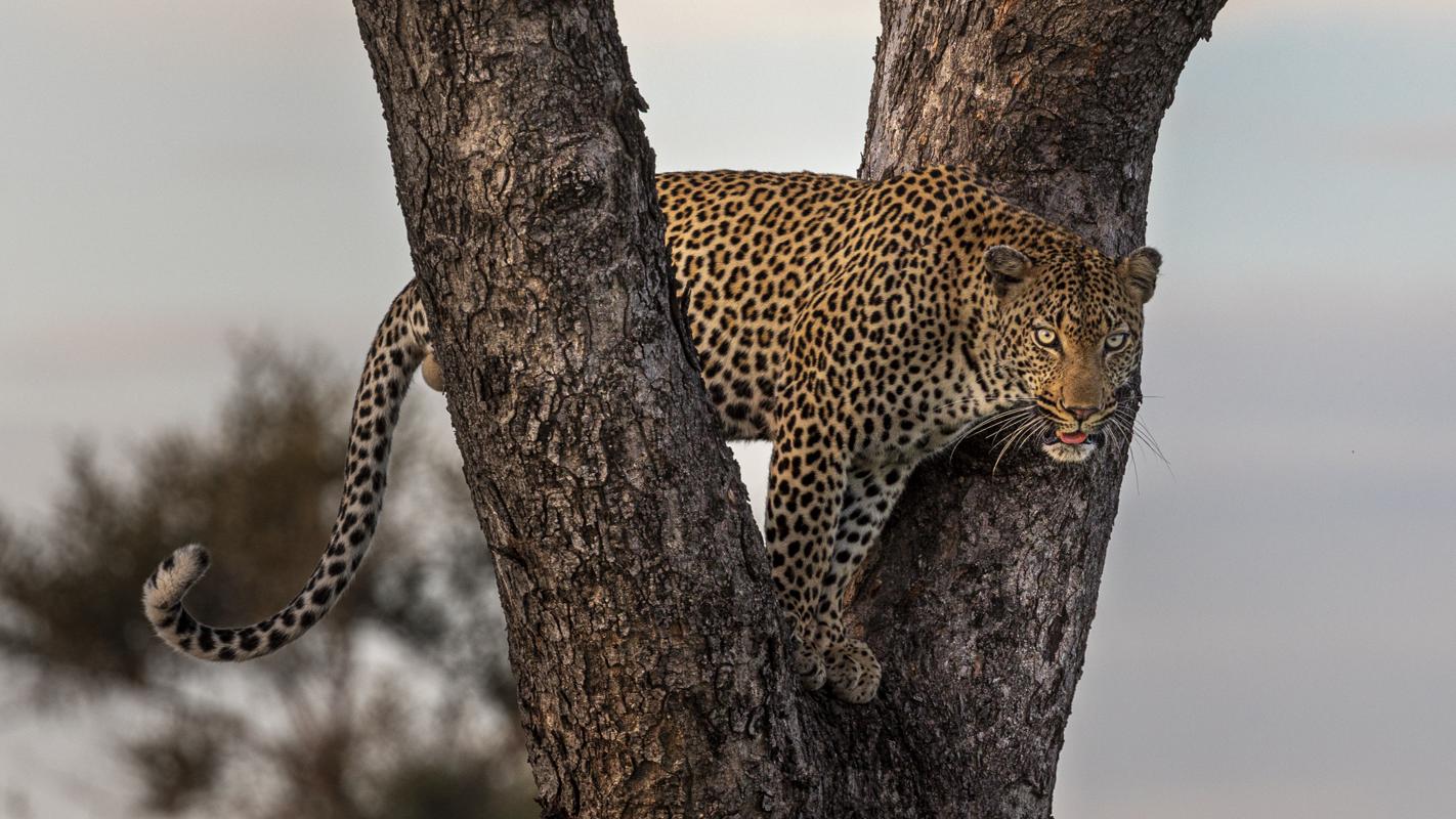 Leopard