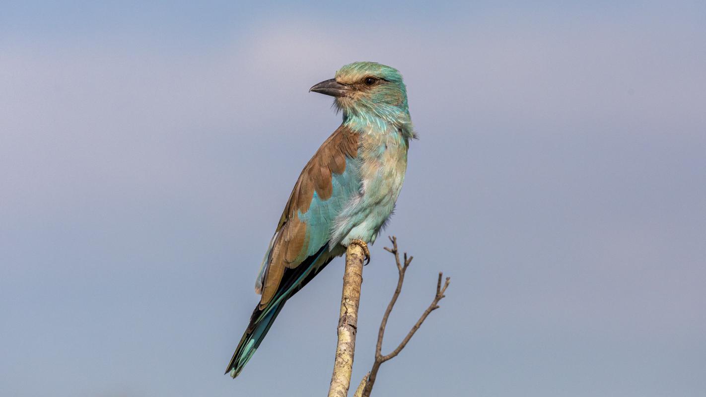 European Roller