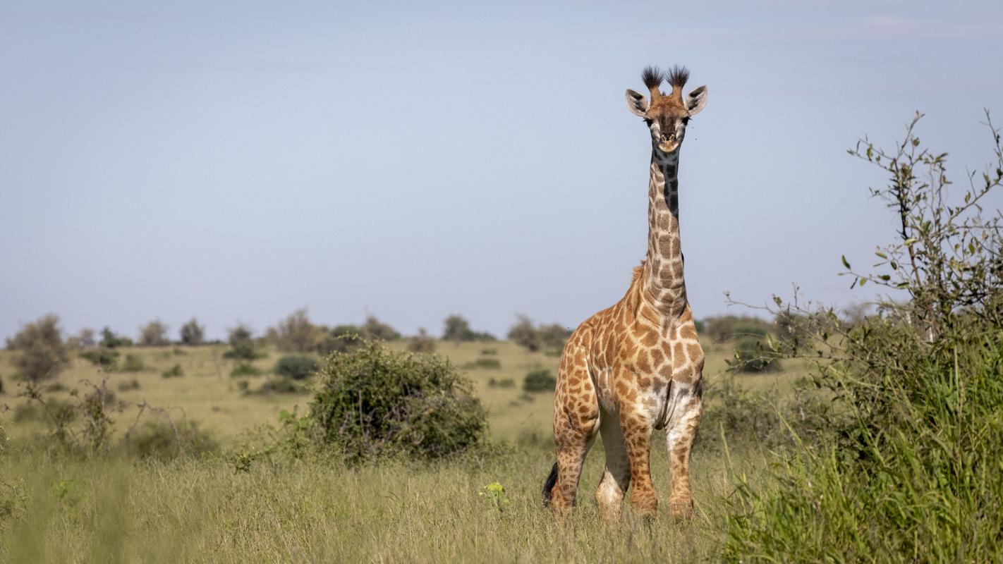 Giraffe