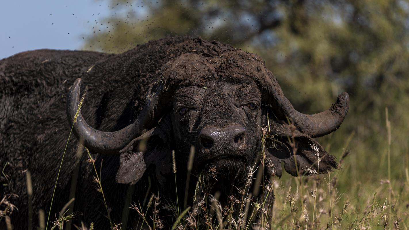 Buffalo