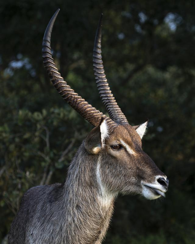 Waterbuck
