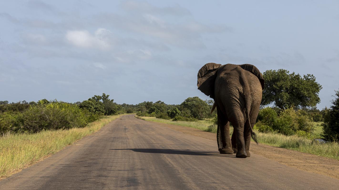 Highway Elephant