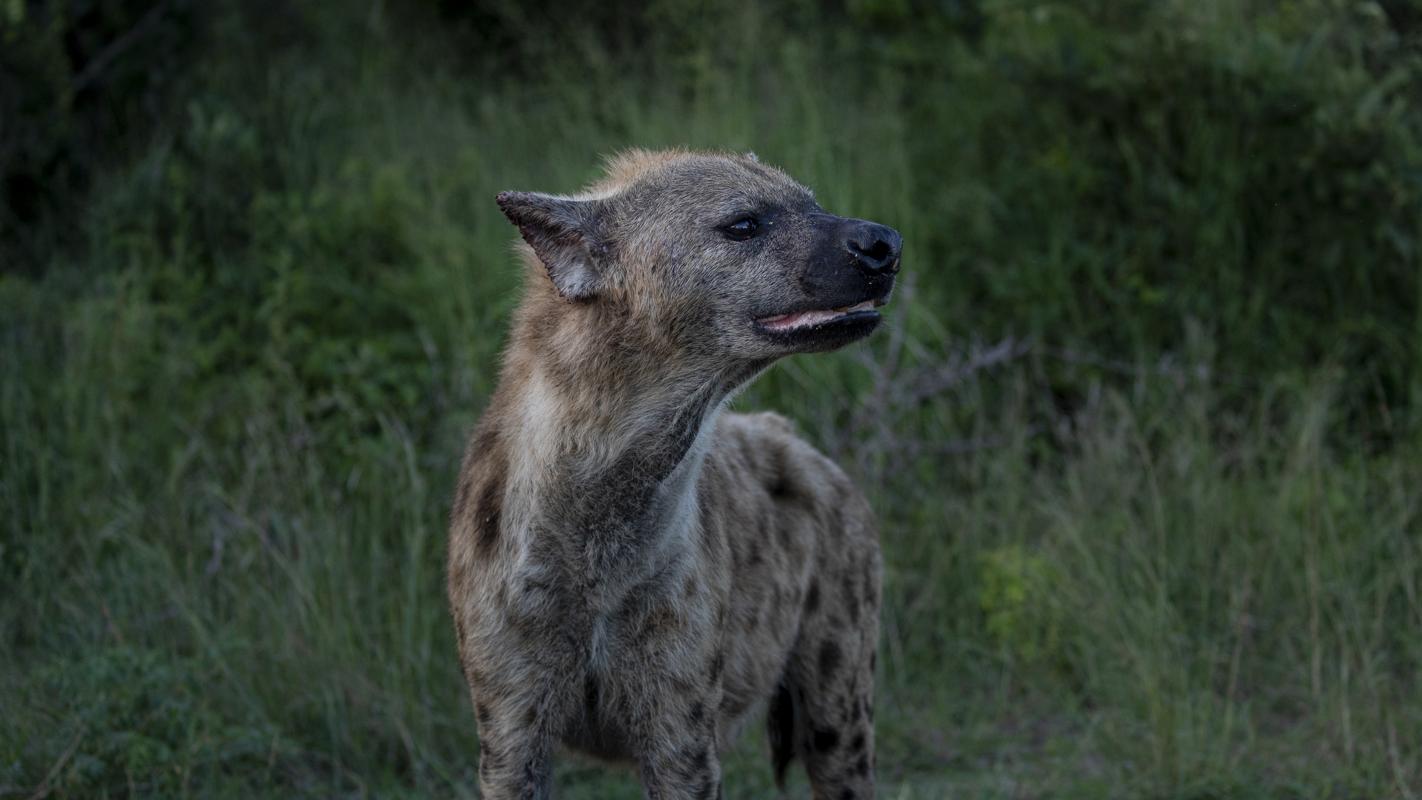 Hyena