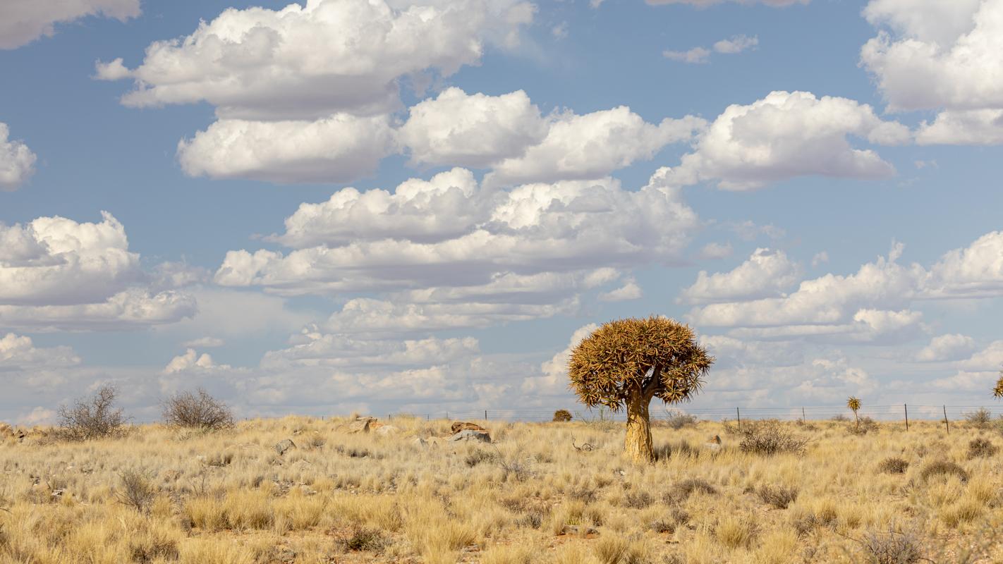 Quiver Tree