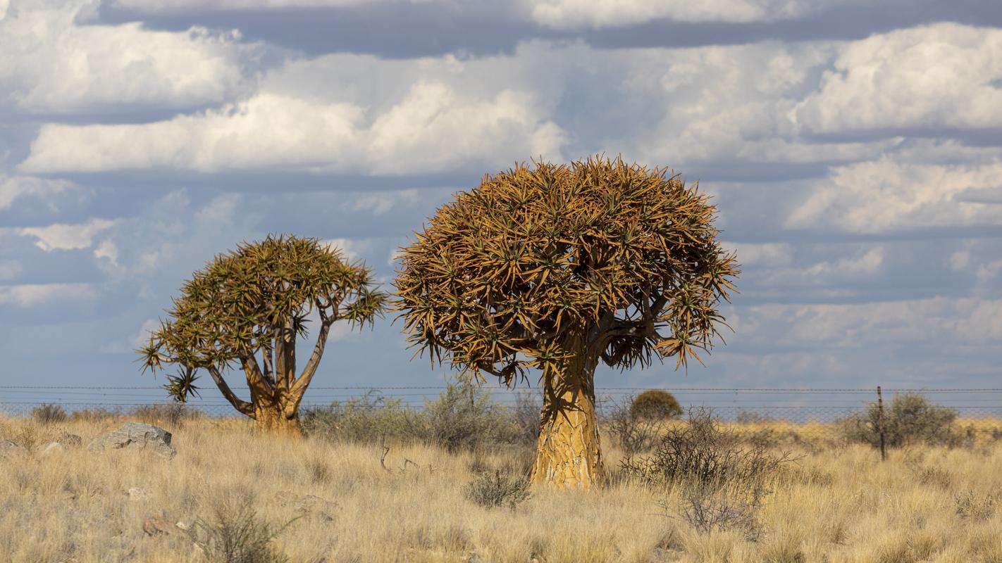 Quiver Tree