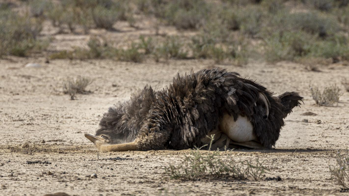 Ostrich