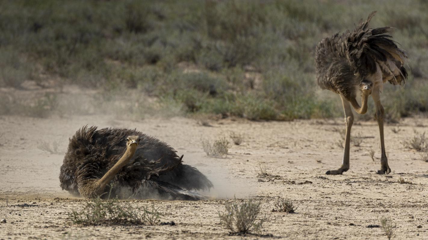 Ostrich