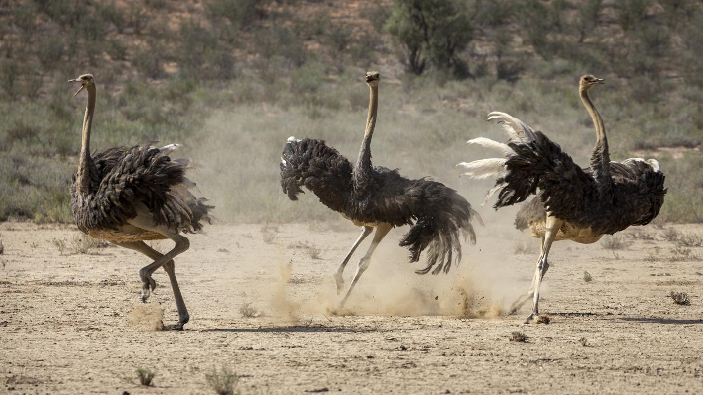 Ostrich