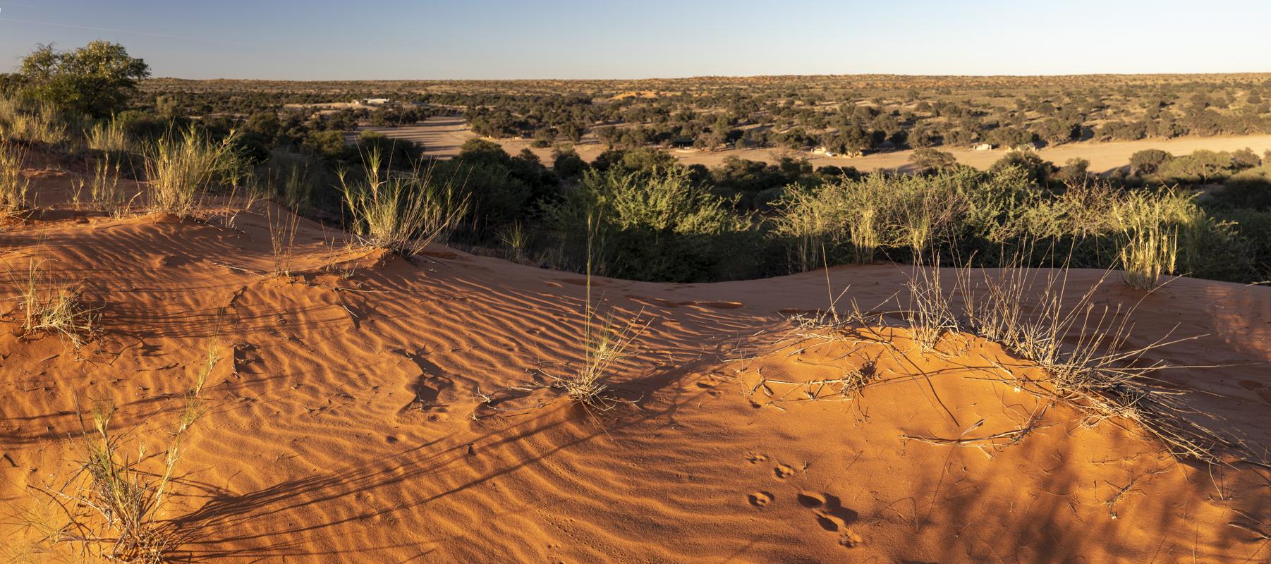 Kalahari Desert