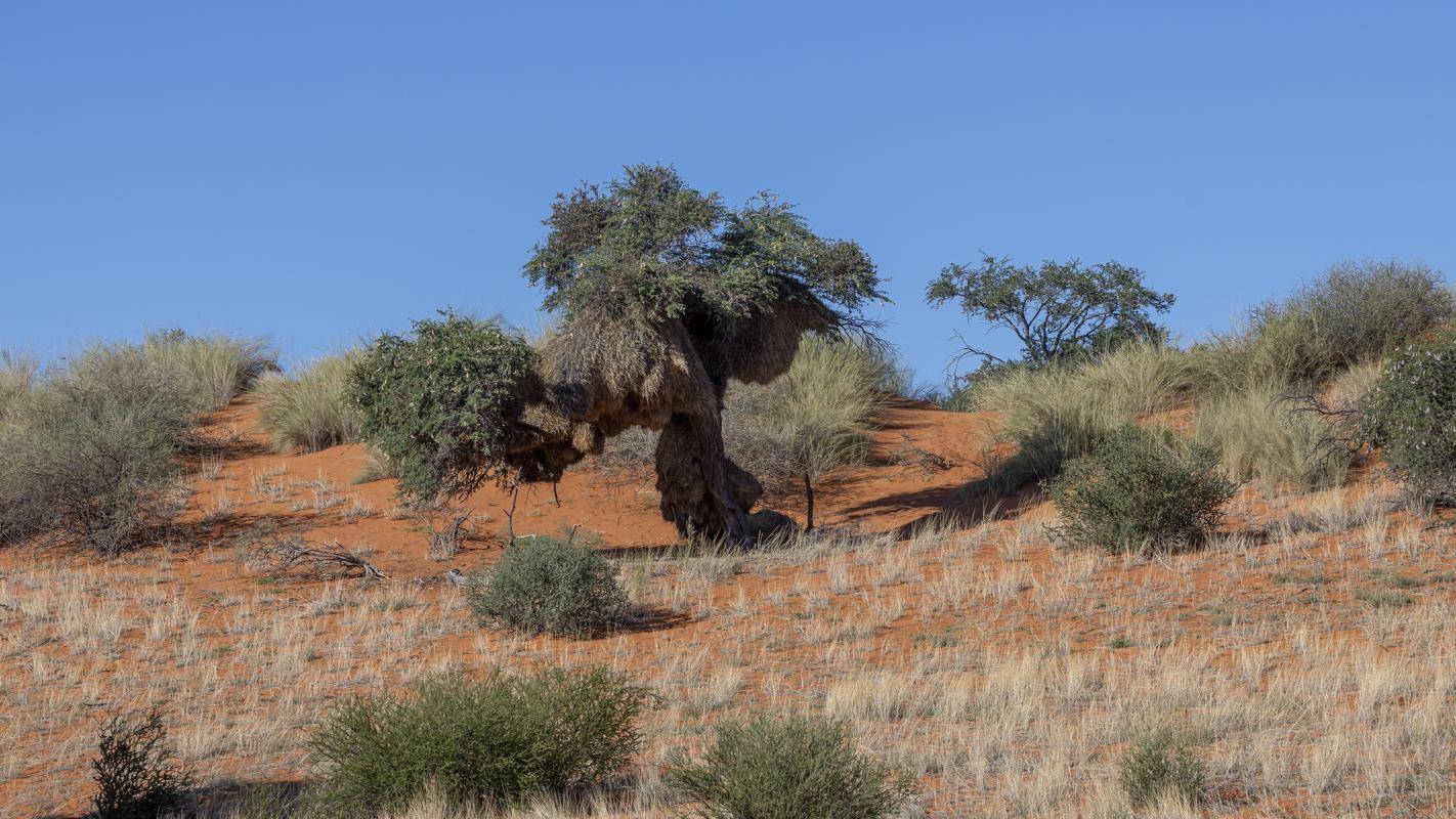 Kalahari Desert