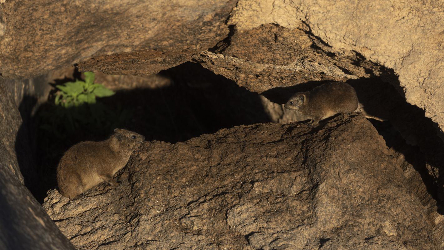 Rock Hyrax