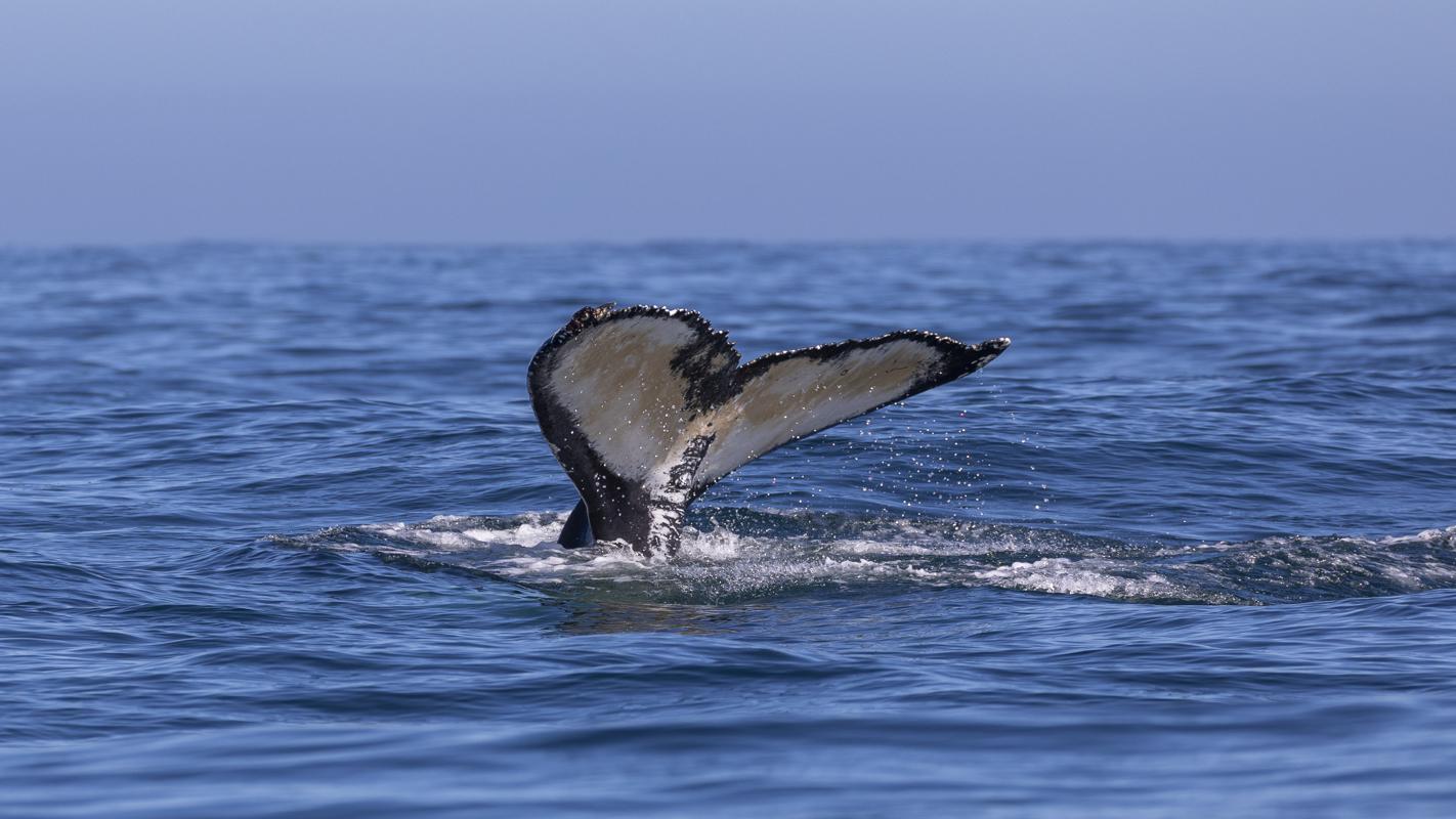 Humpback Whale
