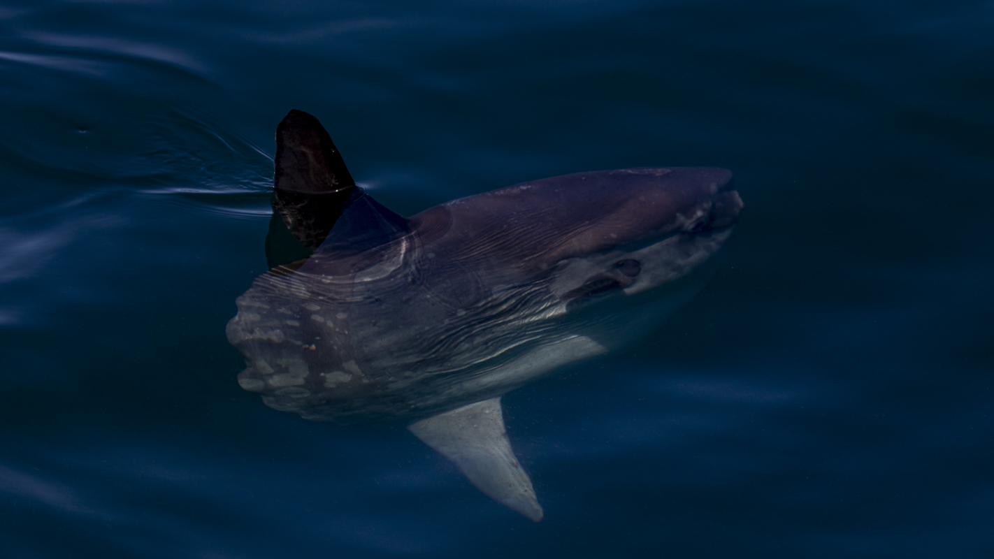 Mola mola