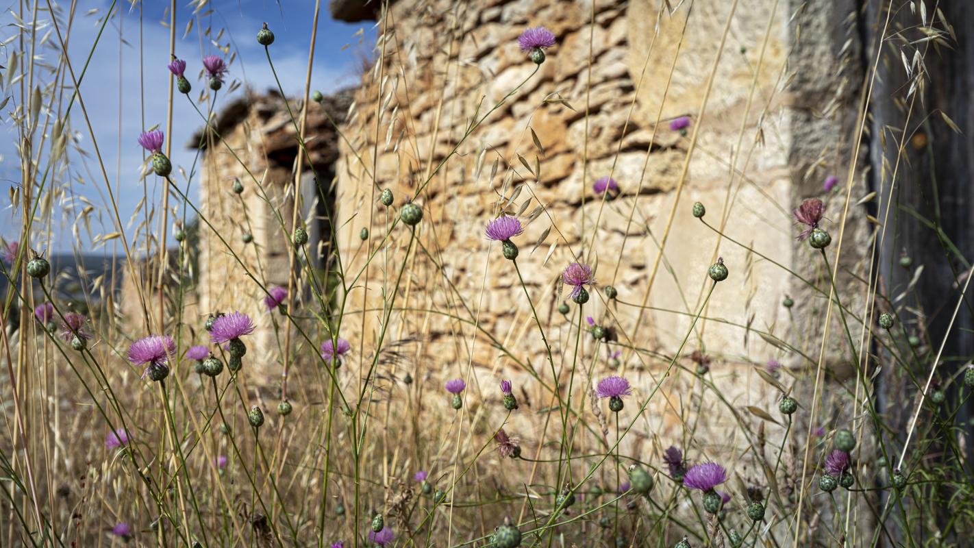 Wildflowers in Orbaneja